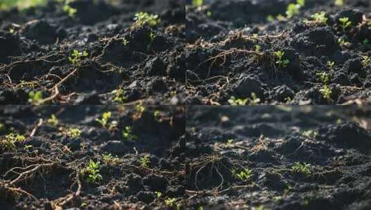 土壤中幼苗生长景象高清在线视频素材下载