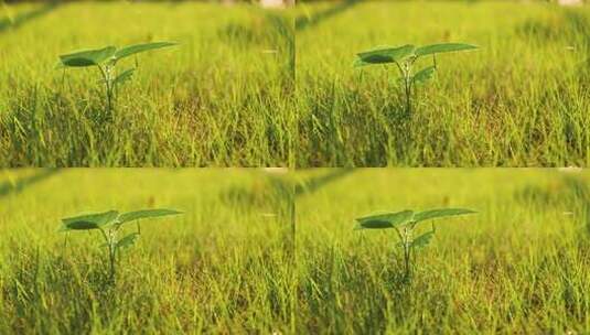 清晨阳光下草地上的小树幼苗高清在线视频素材下载