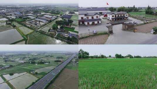 眉山东坡农业产业园区绿色稻田农田自然景观高清在线视频素材下载