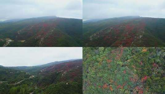 秋天山中的树林红叶4K高清在线视频素材下载