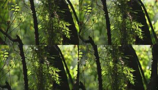 原始森林里逆光下长到树干上的蕨类植物高清在线视频素材下载