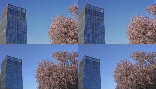 春天有樱花的商务写字楼玻璃幕墙高清在线视频素材下载