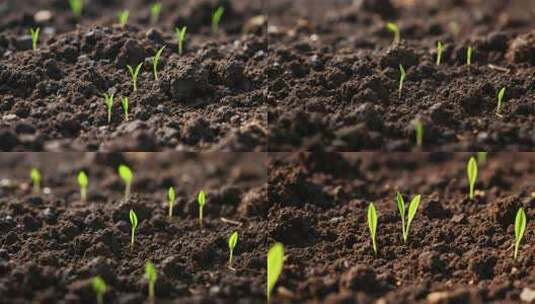 土壤中幼苗生长画面高清在线视频素材下载