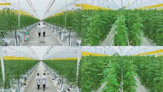 现代智慧科技农业温室种植高清在线视频素材下载