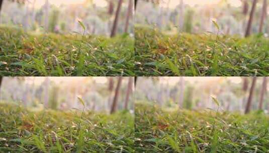 微风吹动草丛小草摇曳摆动清新绿色大自然高清在线视频素材下载