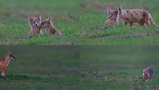 草原上行走奔跑玩耍的狐狸高清在线视频素材下载