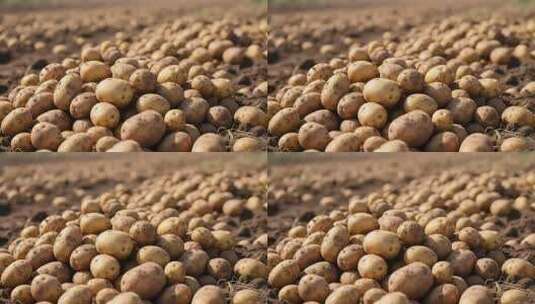 田地里堆放的新鲜土豆高清在线视频素材下载