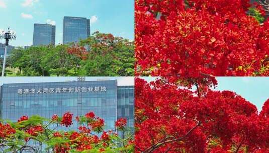 广州企业总部写字楼红花盛开高清在线视频素材下载