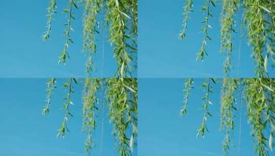 处暑白露柳树飘扬唯美清新自然视频高清在线视频素材下载