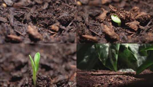 植物破土而出高清在线视频素材下载