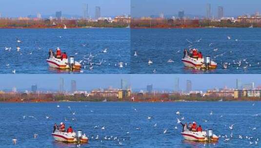 航拍滇池游船与海鸥高清在线视频素材下载