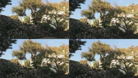 典雅古风园林秋天唯美景色 苏州环秀山庄高清在线视频素材下载