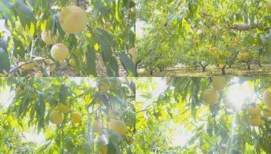 4K冬桃果园桃园水果高清在线视频素材下载