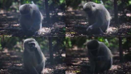 Vervet Monkey，吃，毛皮，咀高清在线视频素材下载