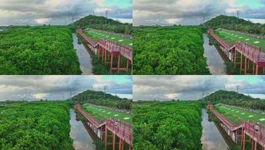 广东红树林湿地 海边红树林 候鸟栖息地航拍高清在线视频素材下载