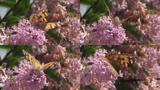 花朵和蝴蝶高清在线视频素材下载