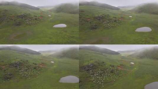 【精品】南高山草甸牛羊奔跑植被高清航拍高清在线视频素材下载