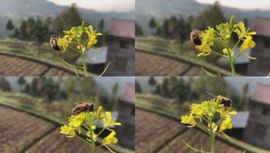 春天蜜蜂在油菜花上飞舞高清实拍视频素材高清在线视频素材下载