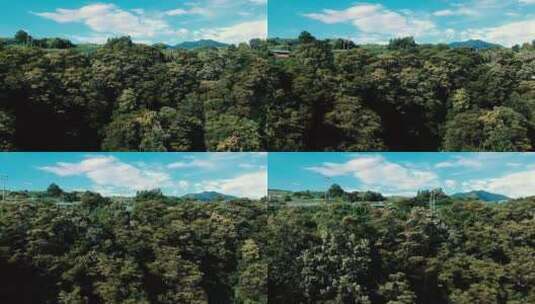 森林里高大树木的航拍高清在线视频素材下载