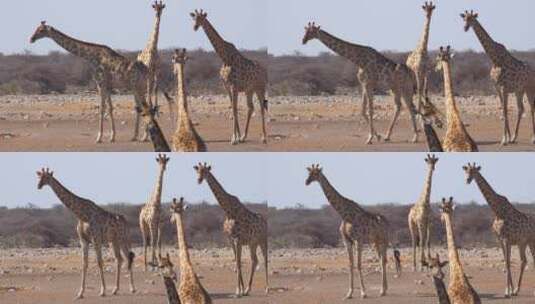 长颈鹿群特写高清在线视频素材下载