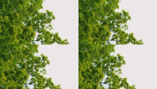 橡木树梢的低角度拍摄高清在线视频素材下载