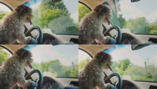 小狗趴在汽车的方向盘上高清在线视频素材下载