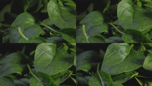 实拍菠菜叶子高清在线视频素材下载