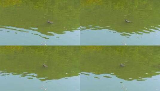 一只乌龟在水中游动高清在线视频素材下载