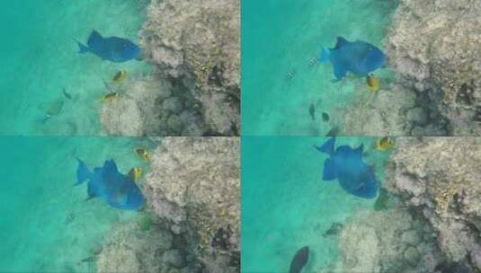 红海中的蓝色大鱼及丰富的水下世界高清在线视频素材下载