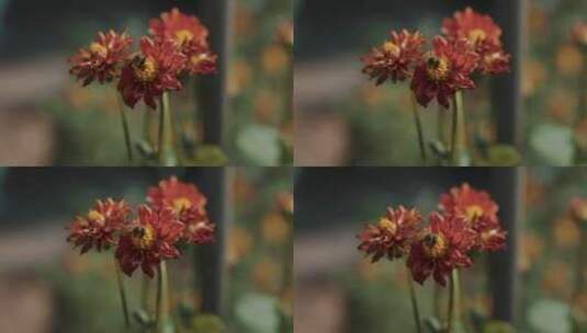 一只蜜蜂在一朵红花上的特写高清在线视频素材下载