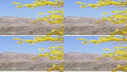 随风摇摆的盛开的迎春花枝条高清在线视频素材下载