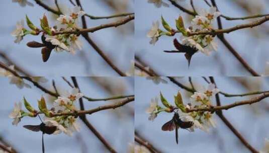 樱桃树开花大黄蜂采蜜高清在线视频素材下载