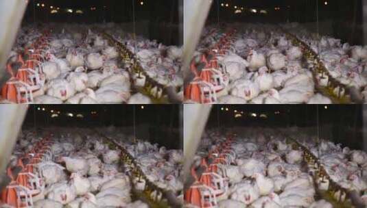 养殖户养鸡场高清在线视频素材下载