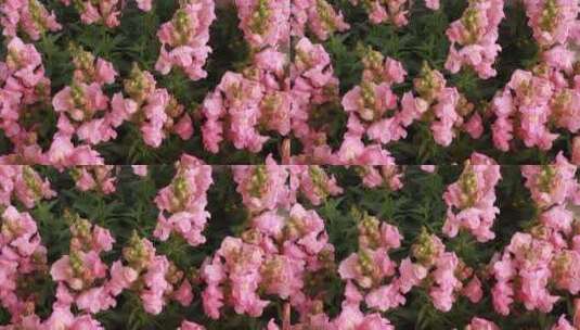 盛开的粉色金鱼草高清在线视频素材下载