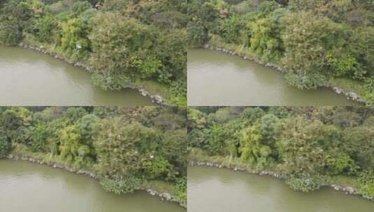 江边生态保护区高清在线视频素材下载