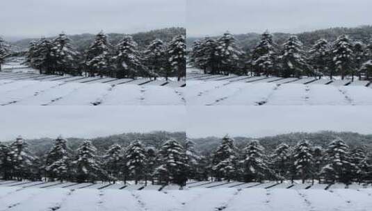 雪景 踏雪进山 雪中行 大雪高清在线视频素材下载