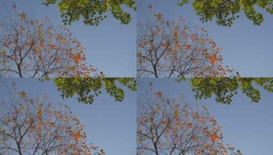 秋天黄色枫叶高清在线视频素材下载