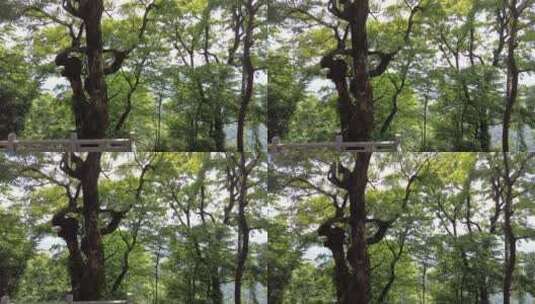 夏天郴州苏仙岭山顶建筑风光2高清在线视频素材下载