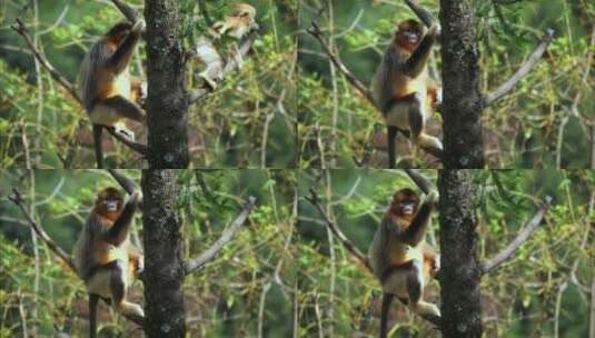 金丝猴坐在树枝上6高清在线视频素材下载