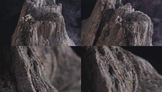 枯树木素材高清在线视频素材下载