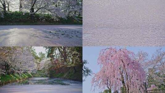春日樱花绚丽烂漫唯美飘落高清在线视频素材下载