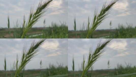 微风吹拂的植物高清在线视频素材下载