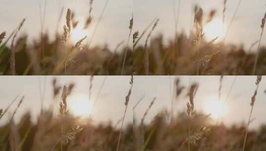 一些高草在日落的背景下的特写镜头高清在线视频素材下载