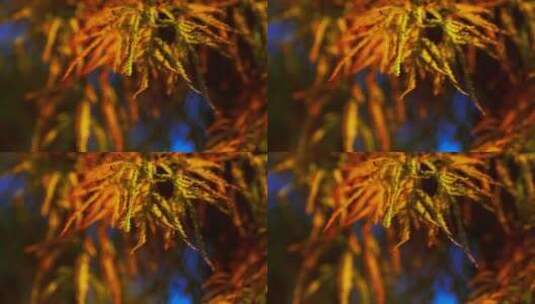 娇艳的水杉叶子高清在线视频素材下载