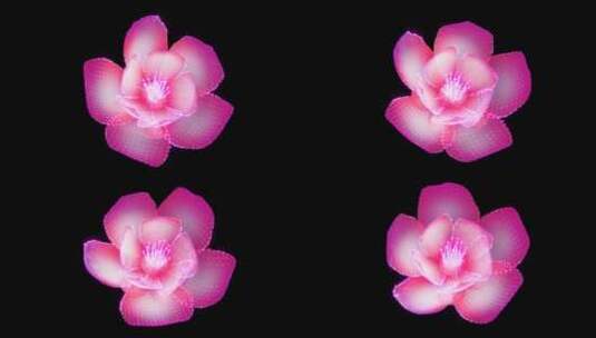浪漫粉色花朵高清在线视频素材下载