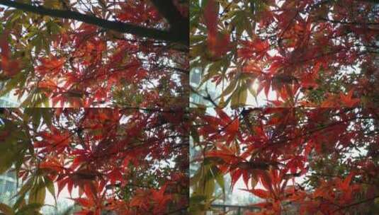 阳光枫树秋天红色的枫叶鸡爪槭高清在线视频素材下载