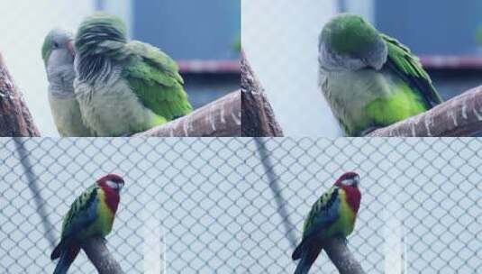 五彩小鸟鹦鹉飞禽飞鸟笼中鸟动物昆虫实拍高清在线视频素材下载