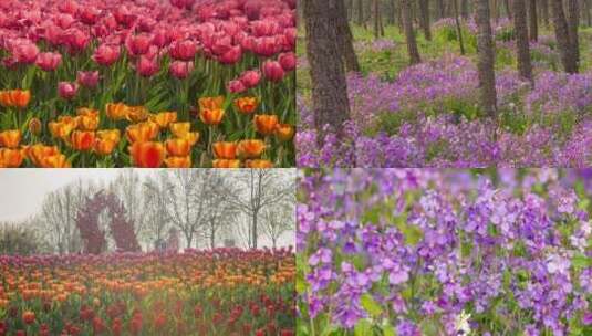 花 花卉 花朵 花园 花圃 野花郁金香高清在线视频素材下载