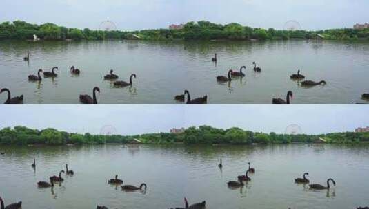 上海动物园天鹅高清在线视频素材下载