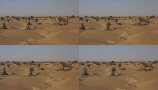 原创 新疆塔克拉玛干沙漠胡杨树航拍风光高清在线视频素材下载